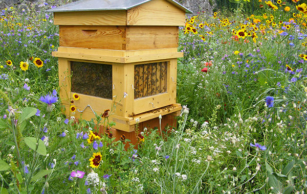 Déclaration Annuelle De Ruches